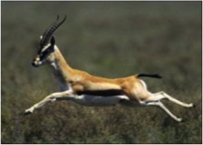b2ap3_thumbnail_Gazelle.png